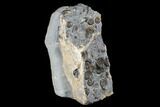 Ammonite (Promicroceras) Cluster - Marston Magna, England #176359-3